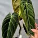 PHILODENDRON MELANOHRYSUM