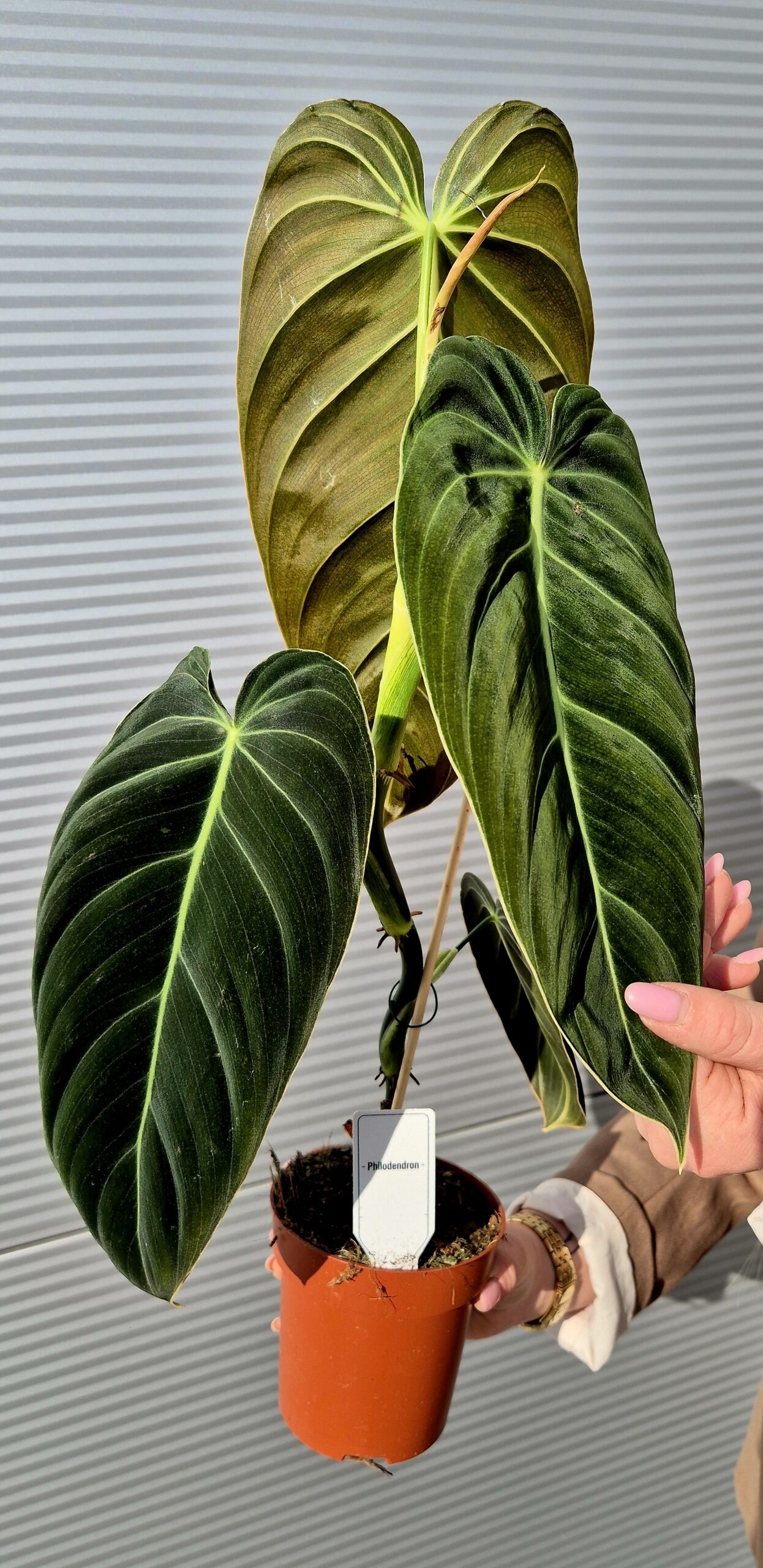PHILODENDRON MELANOHRYSUM