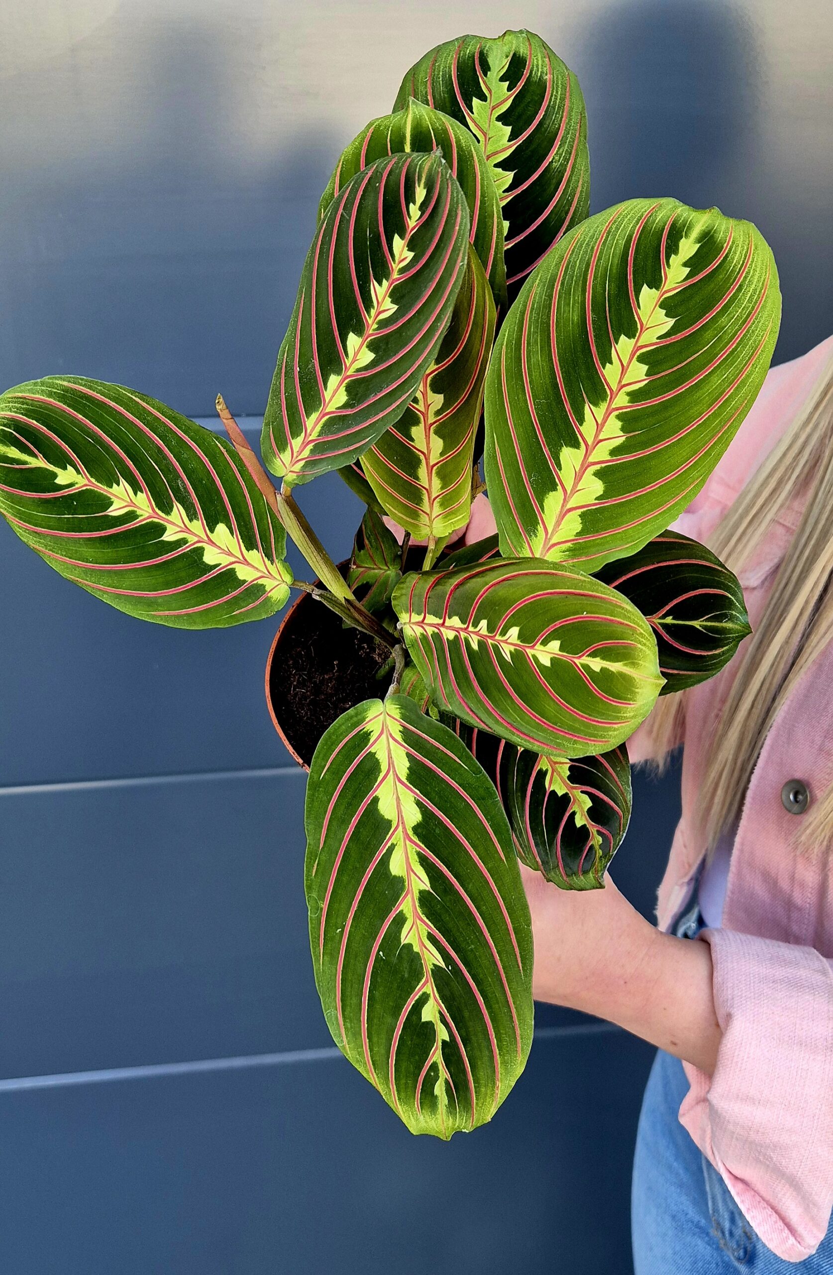 MARANTA FASCINATOR - Kwiaty Cuda Wianki