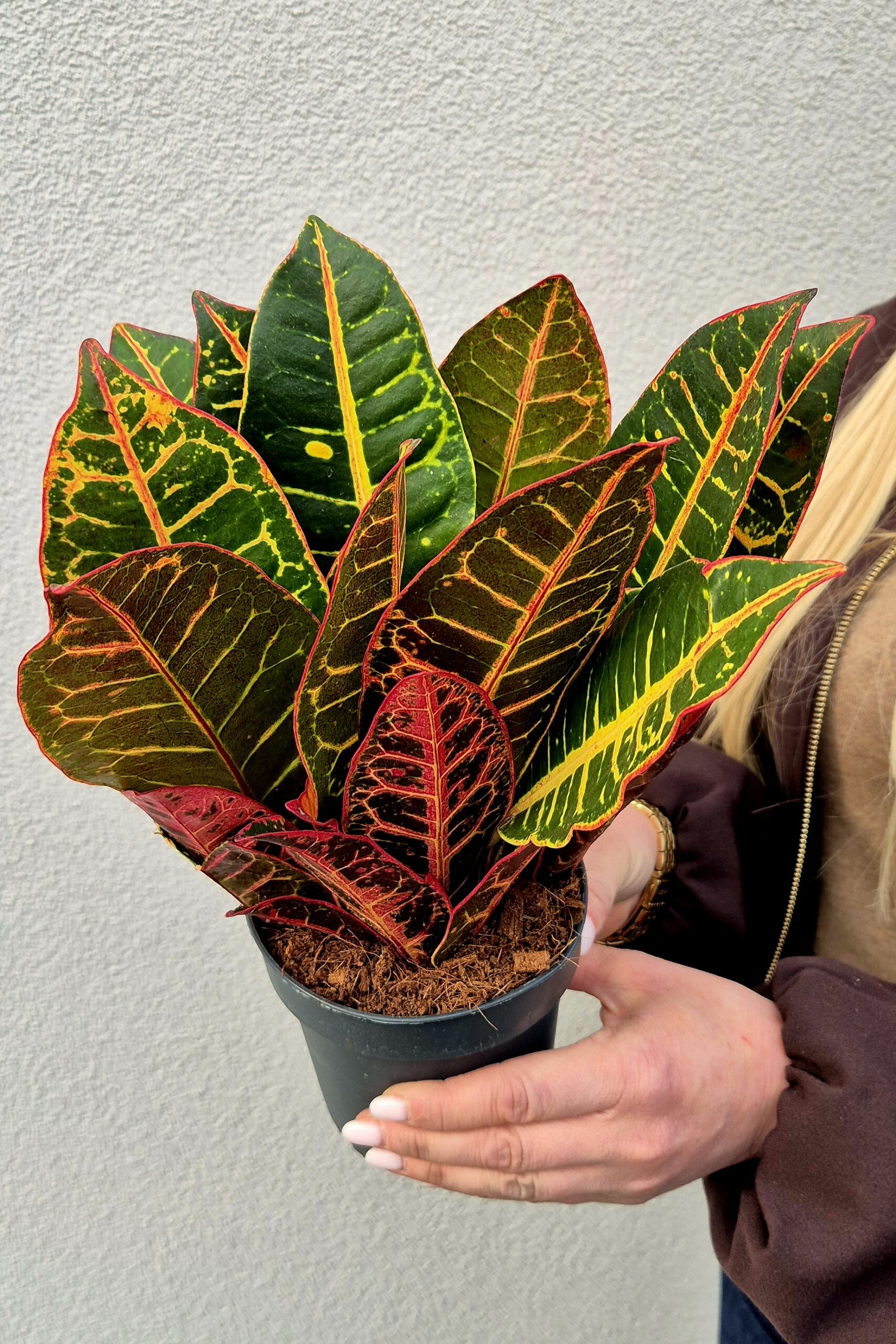 19+ Codiaeum Var Petra CODIAEUM PETRA - Kwiaty Cuda Wianki
